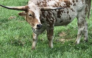 The Mitchell River Estate - 400+ Acres, Fly Fishing Paradise - Dobson, North Carolina