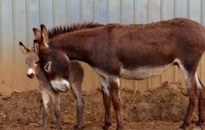 The Mitchell River Estate - 400+ Acres, Fly Fishing Paradise - Dobson, North Carolina