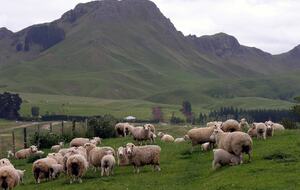 Tukituki River Valley Cottage - Havelock, New Zealand