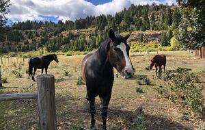 Ranch House on 880-acre Ranch in Argentine Lake District - Villa Lago Rivadavia, Argentina