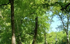 Calm Oasis in New York City - New York, New York