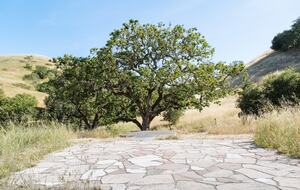 Guest House at the Stunning Sonoma Farmhouse With Vineyard Views - Petaluma, California