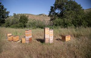 Guest House at the Stunning Sonoma Farmhouse With Vineyard Views - Petaluma, California
