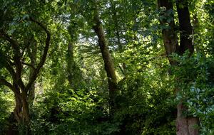 Airlie Gardens (R) - London, United Kingdom