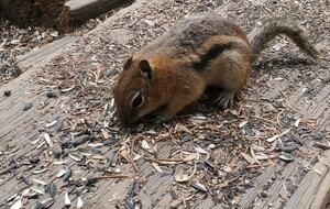 Cozy Mountain Chalet at Chalk Creek Canyon - Nathrop, Colorado