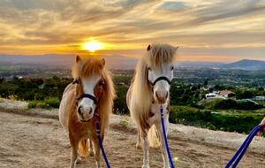 Private 1 Bedroom Villa Overlooking the Vineyards - Temecula, California