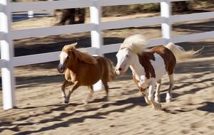 Private 1 Bedroom Villa Overlooking the Vineyards - Temecula, California