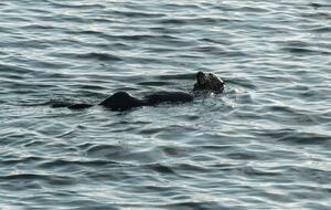 Cobbo's Beach House | With hot tubs, views, and just steps to the beach! - Avila Beach, California