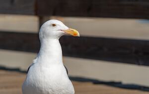 Cobbo's Beach House | With hot tubs, views, and just steps to the beach! - Avila Beach, California