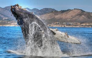 Cobbo's Beach House | With hot tubs, views, and just steps to the beach! - Avila Beach, California