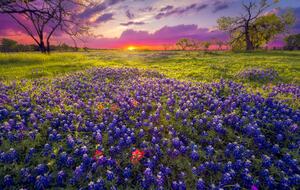 Texas Hill Country Cottage in Fredericksburg Wine Region - Fredericksburg, Texas