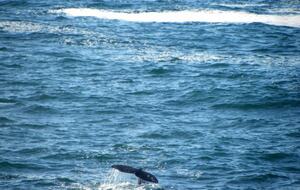 Whale Cove Oceanfront Dream - Depoe Bay, Oregon