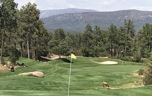 Gorgeous Mountain Home with Golf Access to The Rim and Chaparral Pines - Payson, Arizona