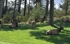Gorgeous Mountain Home with Golf Access to The Rim and Chaparral Pines - Payson, Arizona