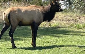 Gorgeous Mountain Home with Golf Access to The Rim and Chaparral Pines - Payson, Arizona