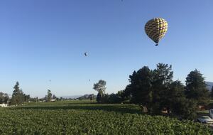 The view of the northern vineyard from the study.