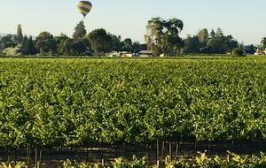 The southern vineyard from the principal bedroom deck.