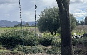 The tree swing off of the oak tree.