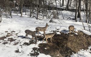 Pocono Mountains Modern Chalet - Long Pond, Pennsylvania