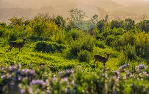 Chateau D' Renaitre Estate | Carmel-By-The-Sea - Carmel, California
