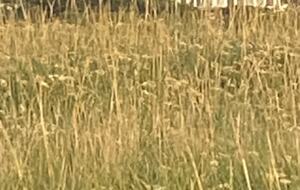 Beautiful Family Compound with Sea View on the Oregon Coast - Gearhart, Oregon