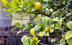 Highland Park, LA | Stylish Two Bedroom House - Los Angeles, California