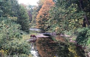 Private Guesthouse at Avalanche Farms | with Stream Access - Saugerties, New York