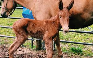 Private Guesthouse at Avalanche Farms | with Stream Access - Saugerties, New York