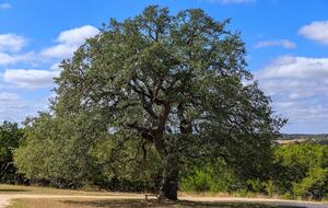 12 Acre Designer Farmhouse in TX Wine Country! - Stonewall, Texas
