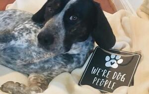 Endless Summer | With Huge Pool & Spa - Isle of Palms, South Carolina