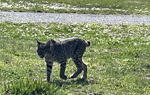 Resident bobcat actively hunting at edge of yard.