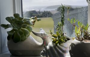 Coastal greenery throughout the home.