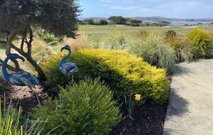 Bulbs in bloom at springtime.