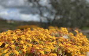 Villa San Lorenzo Umbrian Estate - Castiglione Del Lago, Italy