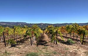 Sonoma Sunsets | With patio and vineyard views - Sonoma, California