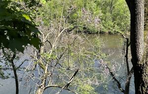 Luxury Riverfront Bungalow - Minutes to Downtown - Knoxville, Tennessee