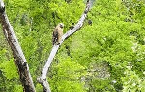 Luxury Riverfront Bungalow - Minutes to Downtown - Knoxville, Tennessee