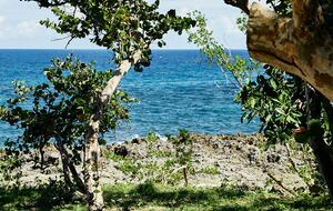 Poetreef Retreat - Green Island, Jamaica