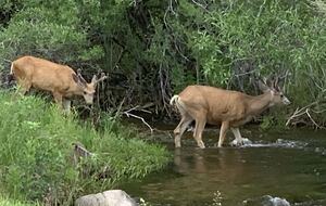 Mule, deer neighbors