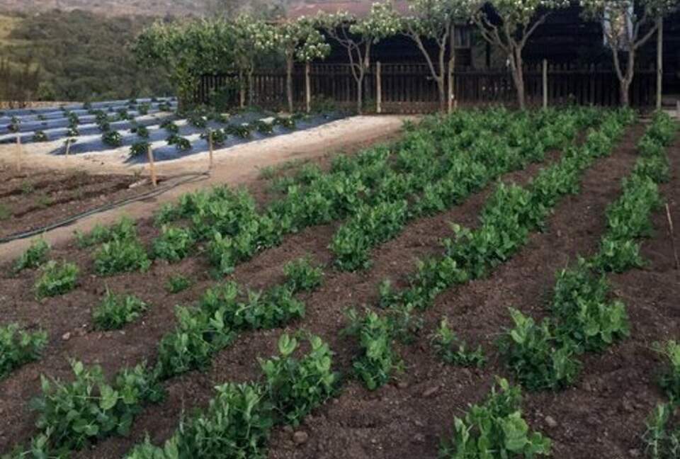 Olivo Santo Estate - Laguna de Zapallar, Chile