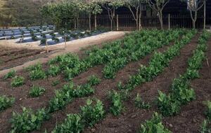 Olivo Santo Estate - Laguna de Zapallar, Chile