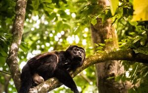 Tropical Getaway with Ocean/Jungle Views + Natural Swim Pool - Bocas del Toro Province, Panama