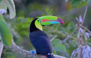Tropical Getaway with Ocean/Jungle Views + Natural Swim Pool - Bocas del Toro Province, Panama