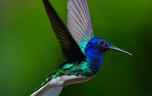 Tropical Getaway with Ocean/Jungle Views + Natural Swim Pool - Bocas del Toro Province, Panama