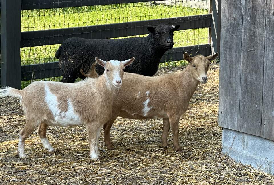 Two Moon | Elegant Mountain Home with Great Community Amenities - Cashiers, North Carolina