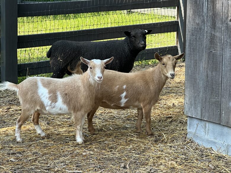 Two Moon | Elegant Mountain Home with Great Community Amenities - Cashiers, North Carolina