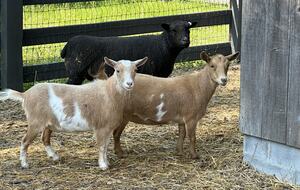 Two Moon | Elegant Mountain Home with Great Community Amenities - Cashiers, North Carolina