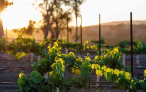 Deboem Vineyard | 20 Acre Organic Vineyard - Ballard, California