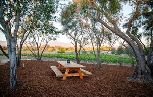 Deboem Vineyard | 20 Acre Organic Vineyard - Ballard, California