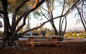 Deboem Vineyard | 20 Acre Organic Vineyard - Ballard, California